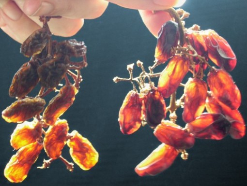 two bunches of home-dried raisins, sunlight glowing through them like stained glass