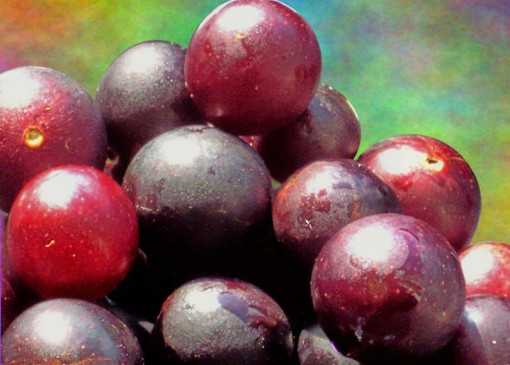 vibrant, gold-spangled muscadine grapes by nature; funky background by Photoshop*